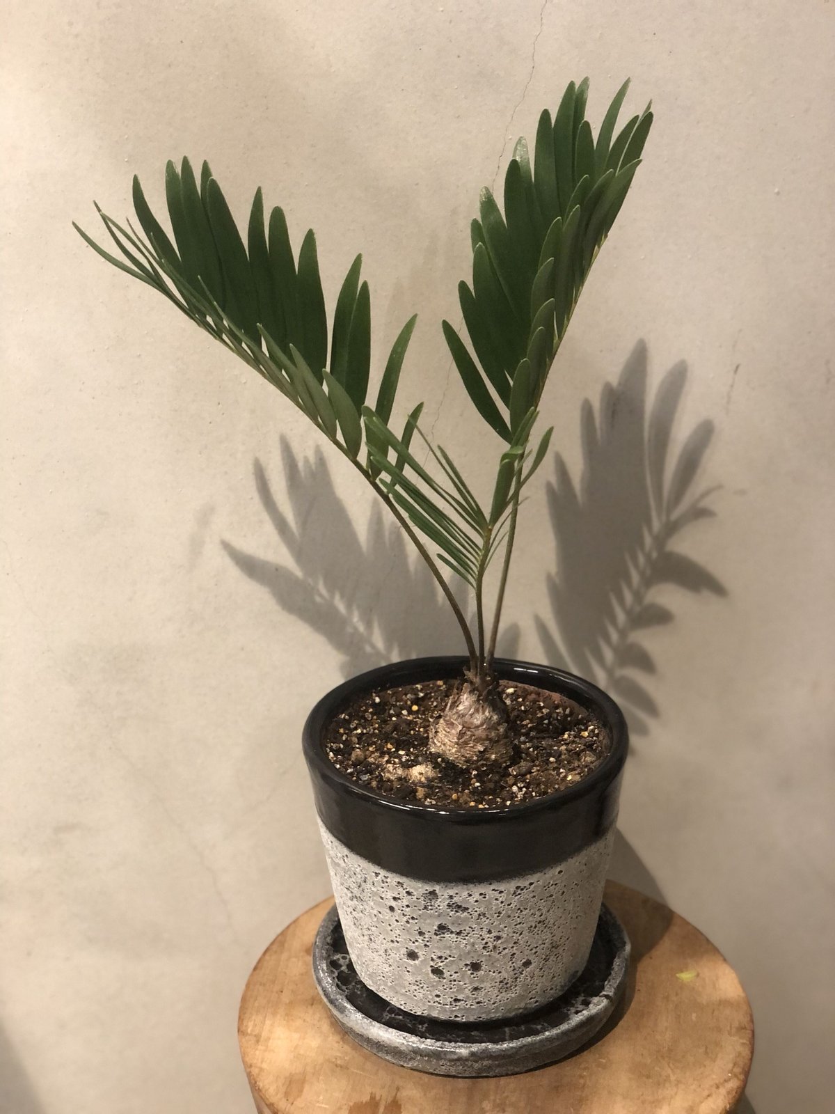 ザミア フロリダーナ | GREEN LUCK