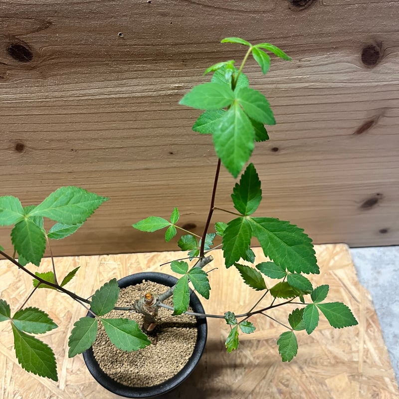 コミフォラ ホルトジアナ Commiphora holtziana コミフォラ ホルトジアナ 発根済現地株 #7