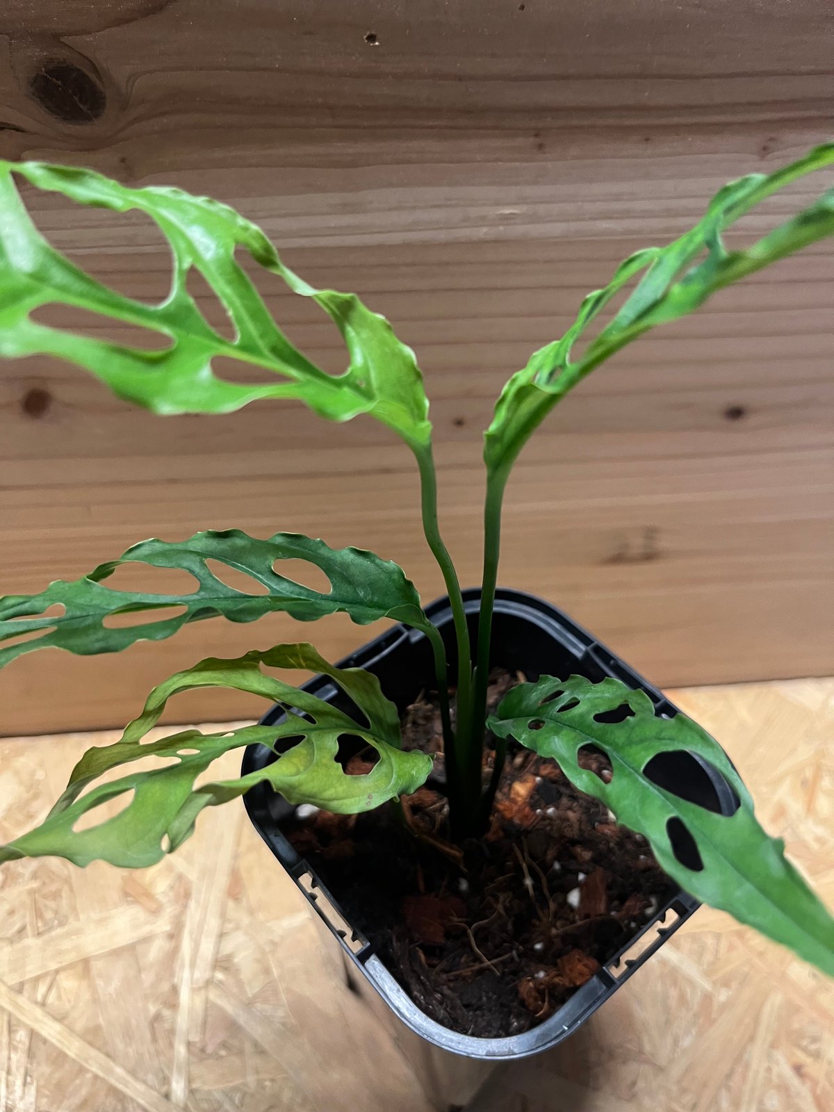 モンステラ オブリクア ペルー | GREEN LUCK