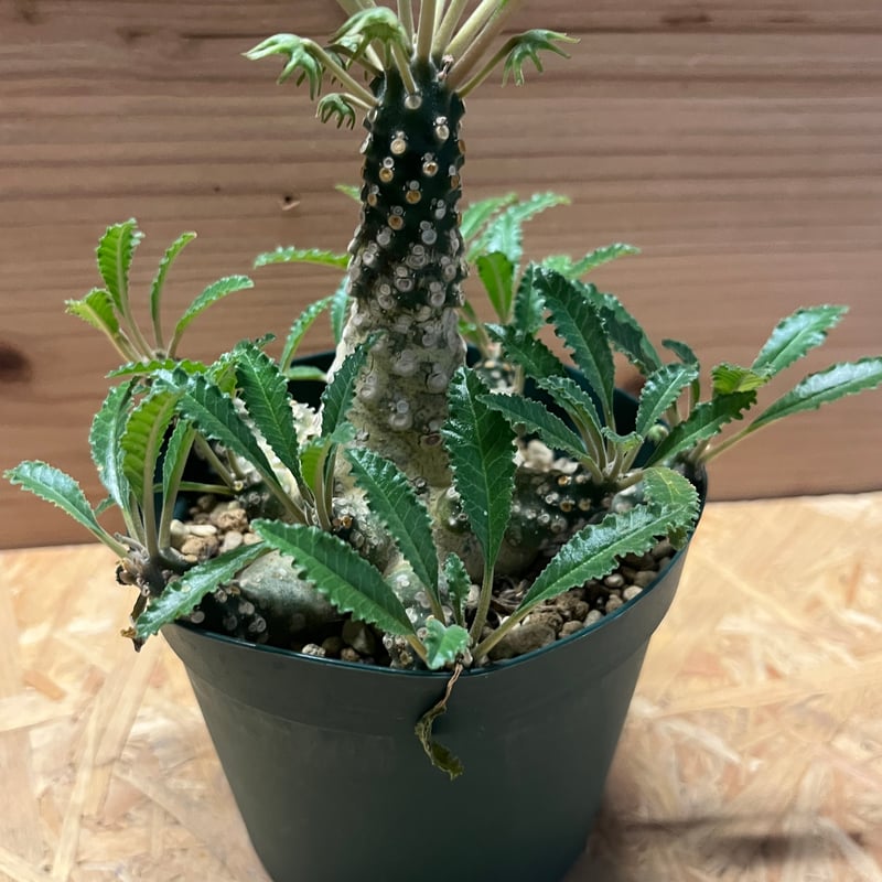 ドルステニア ラブラニー 【高さ27cm】 ドルステニア ラブラニー | GREEN LUCK