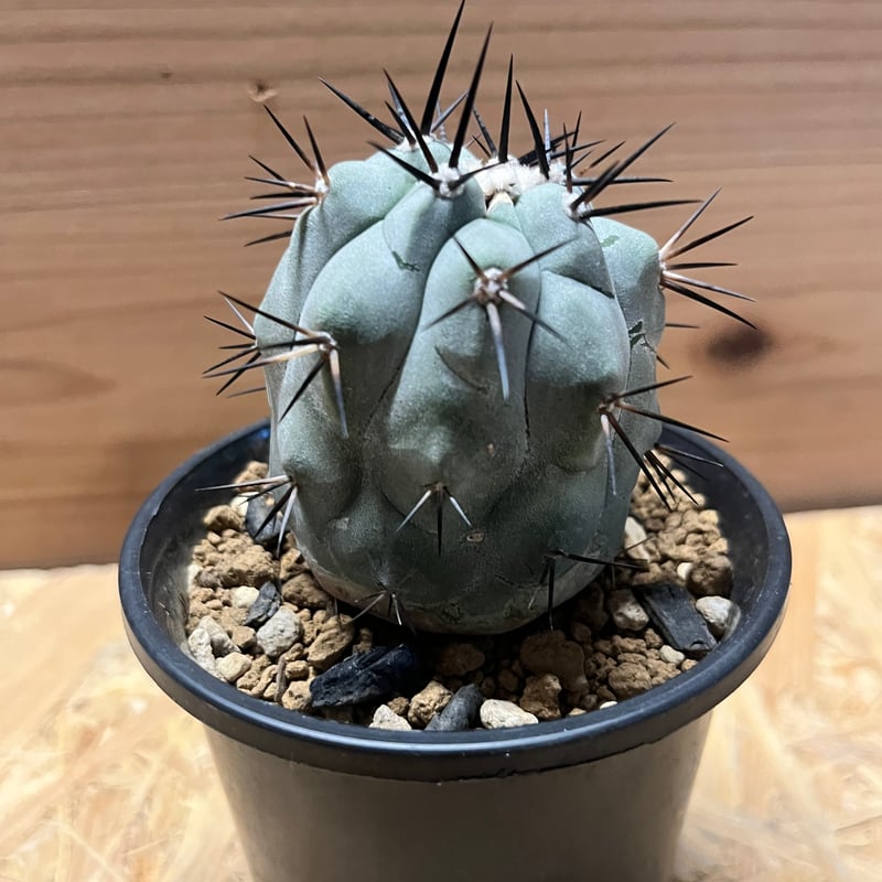 コピアポア シネレア 黒王丸 実生 | GREEN LUCK