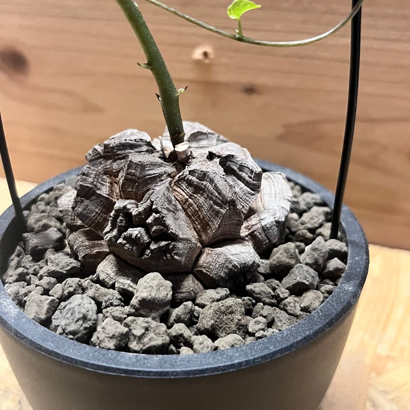 ディオスコレア エレファンティペス 亀甲竜 | GREEN LUCK