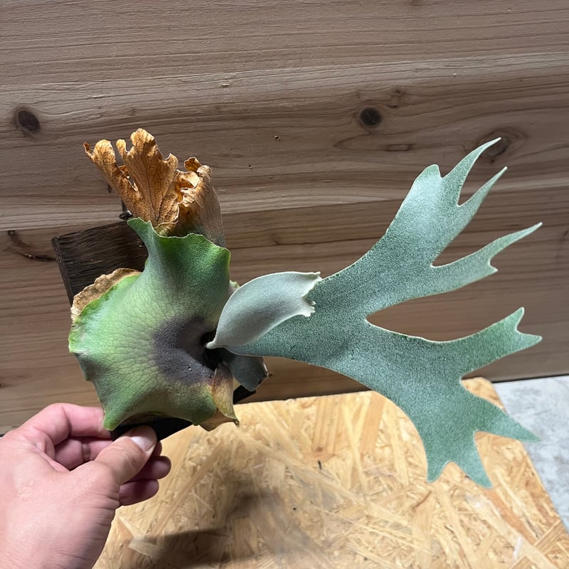 ビカクシダ ドワーフタツタ | GREEN LUCK