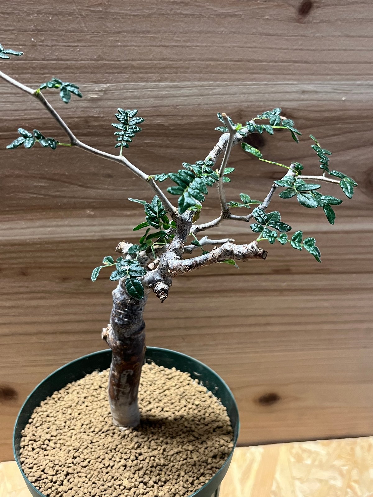 コミフォラ★モンストローサ コミフォラ モンストローサ Commiphora monstrosa | mana's far