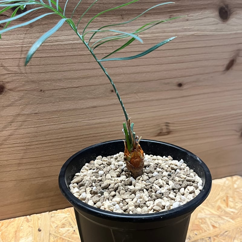 サイカス カイルンシアナ | GREEN LUCK