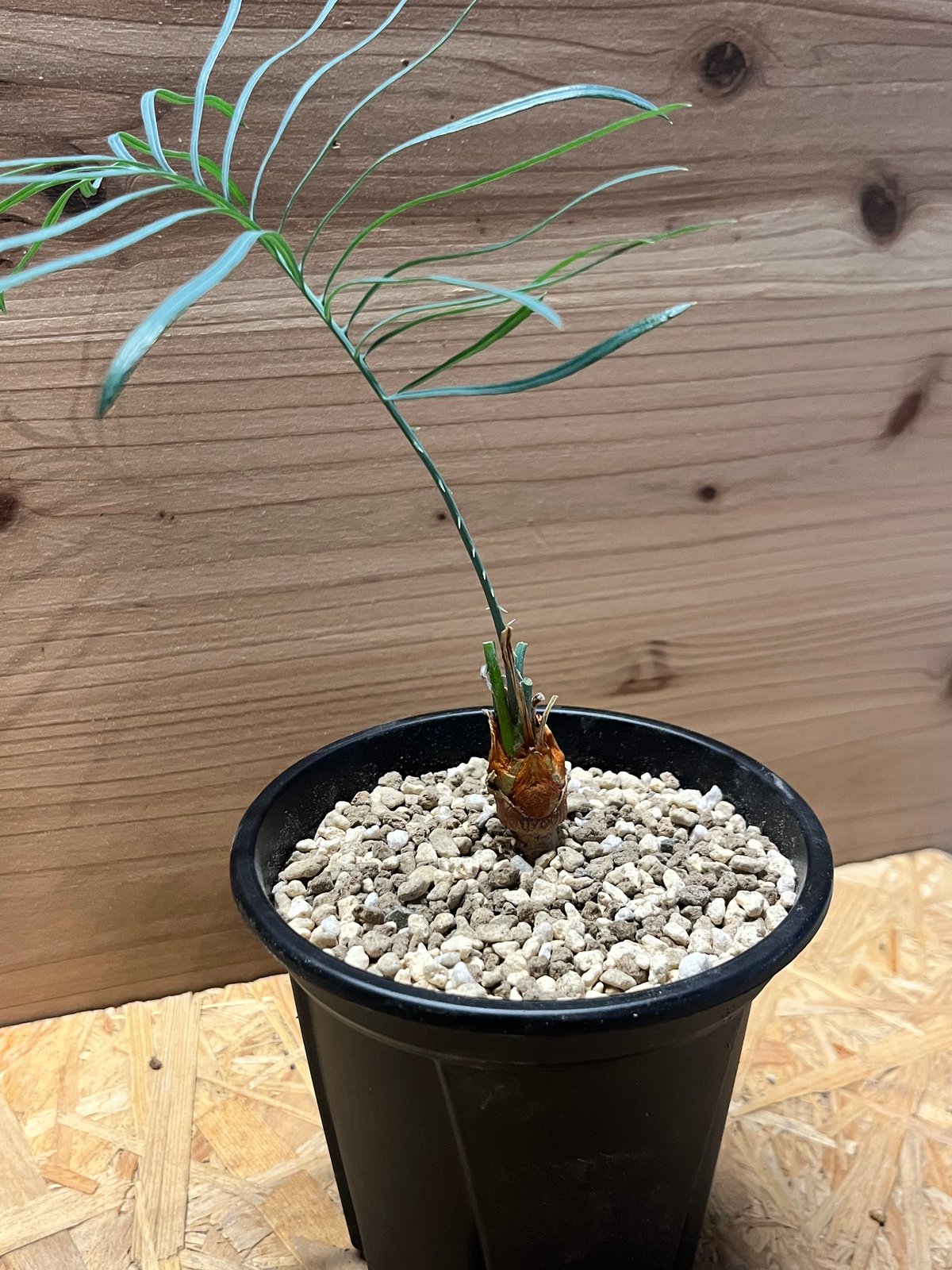 サイカス カイルンシアナ | GREEN LUCK