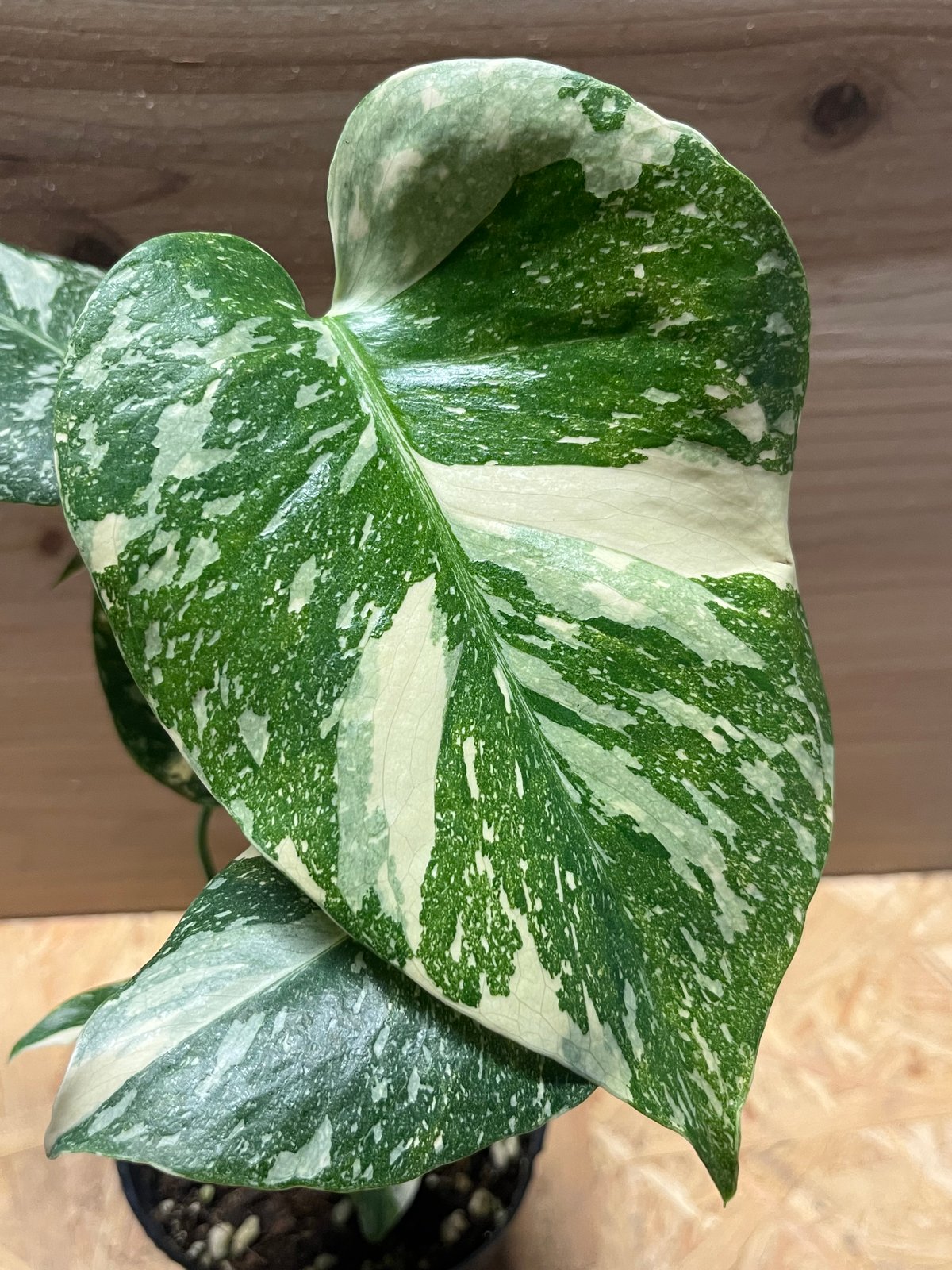 ラ*ん様 モンステラ　デリシオーサ　タイコンステレーション　極斑　美斑　ハイグレ 選抜株/2号サイズ】モンステラ・デリシオーサ 'タイコンステ