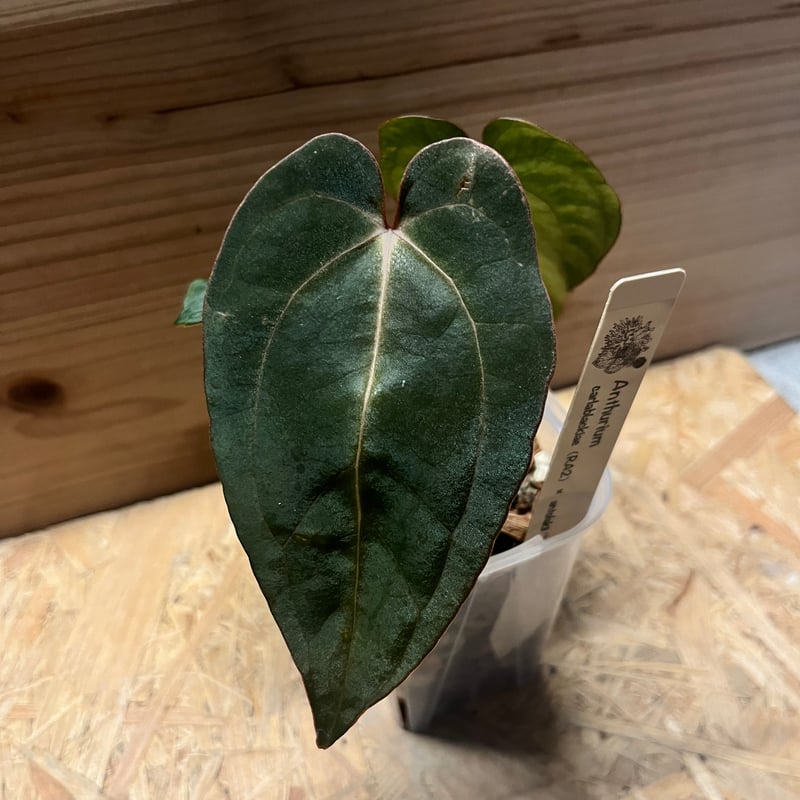 アンスリウム カーラブラッキー × エース オブ スペード アンスリウム カーラブラッキー×アントラキー×エースオブスペード