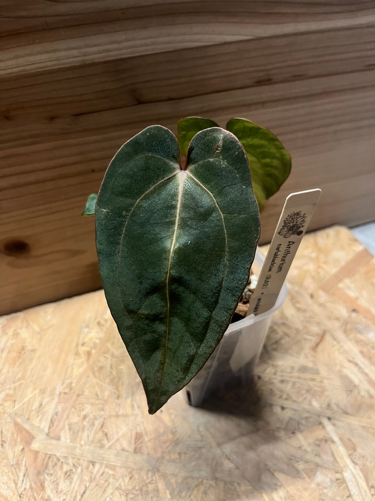 アンスリウム カーラブラッキー×アントラキー'ヤード' | GREEN LUCK