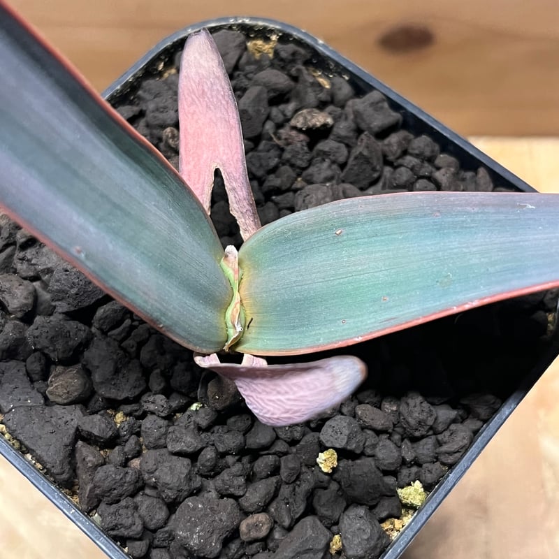 ウェルウィッチア ミラビリス 奇想天外 | GREEN LUCK