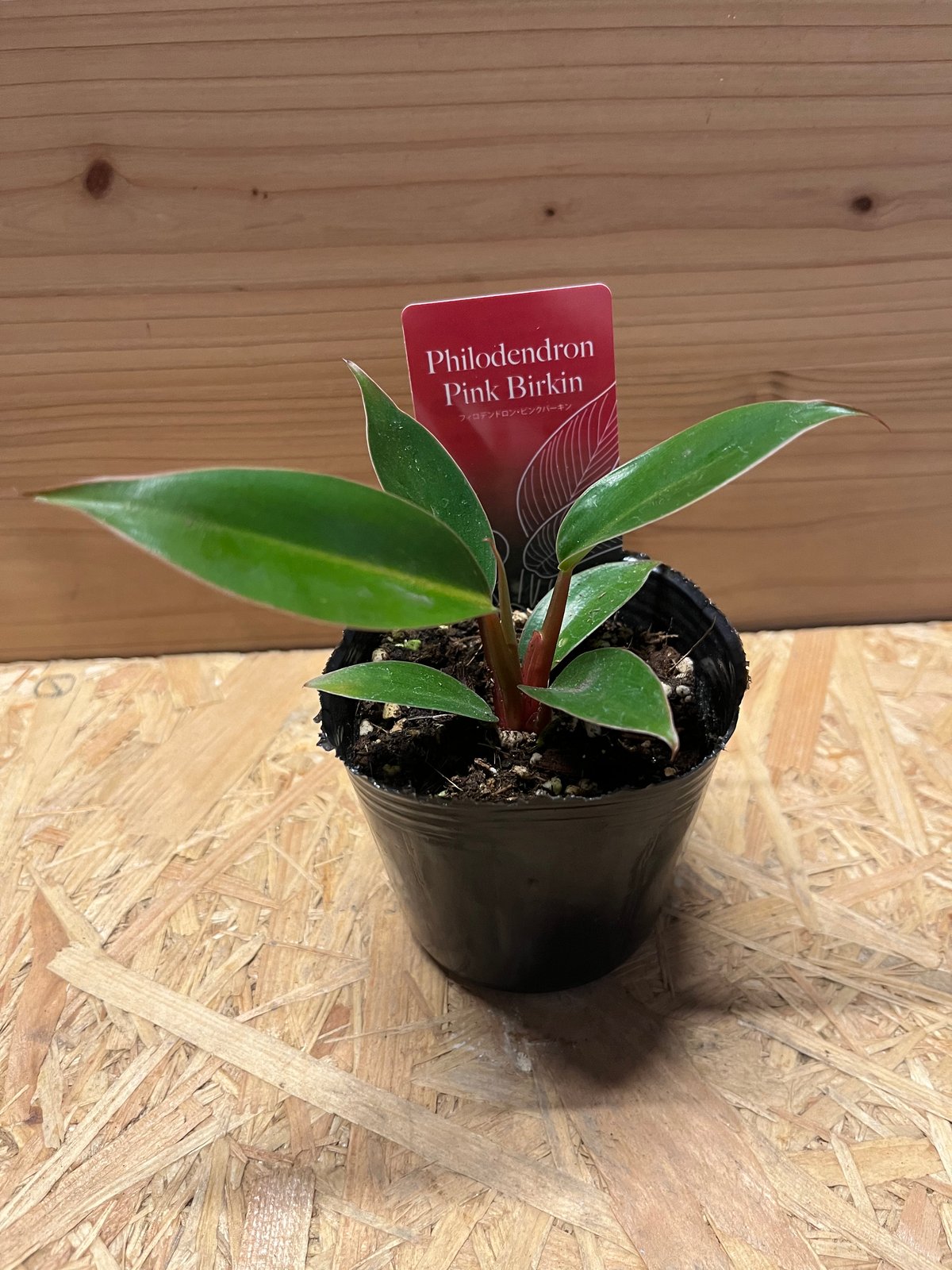フィロデンドロン ピンクバーキン | GREEN LUCK