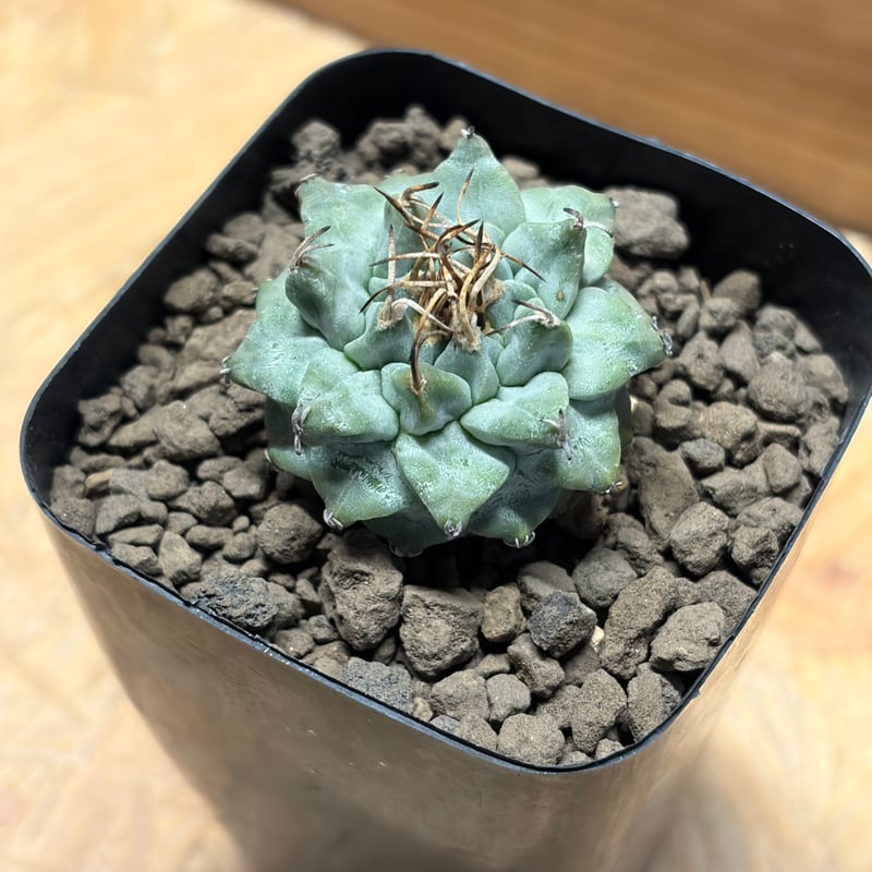 ツルビニカルプス アロンソイ | GREEN LUCK