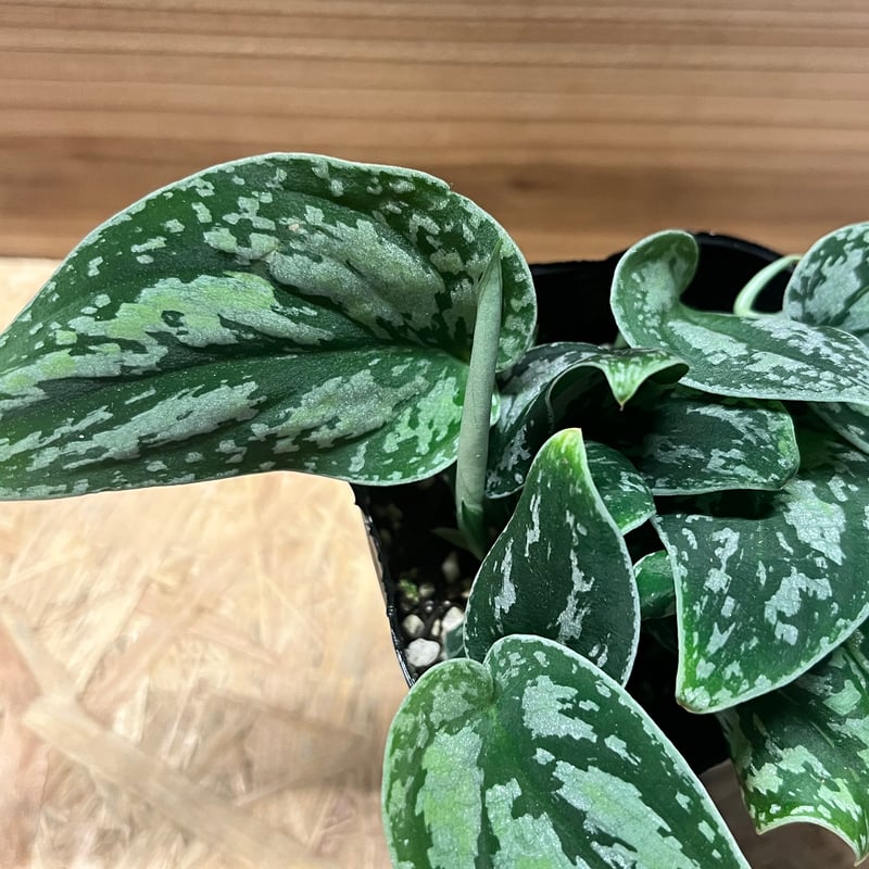 スキンダプサス ピクタス トリカラー | GREEN LUCK