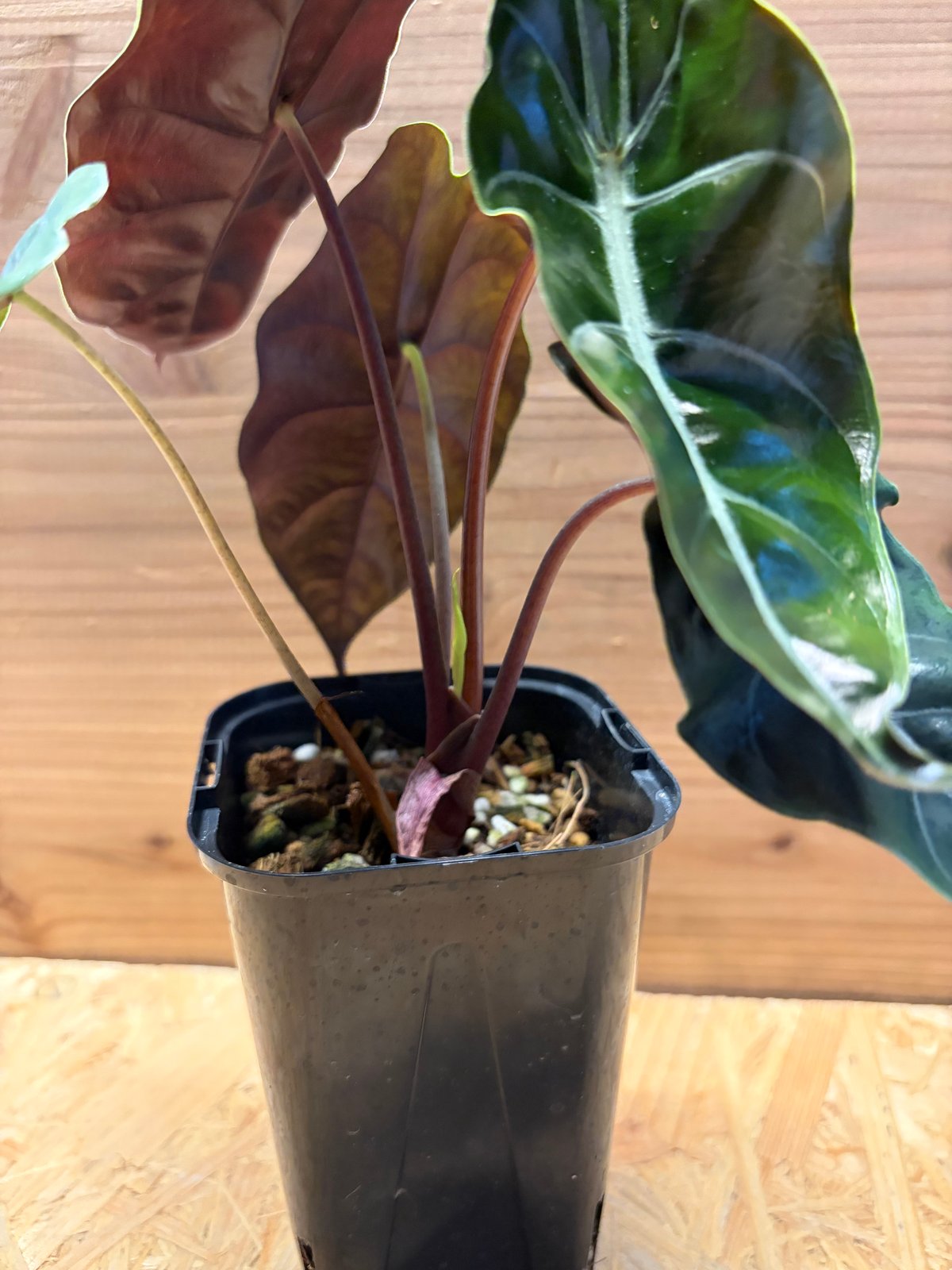 アロカシア 'シャントリエリ' | GREEN LUCK