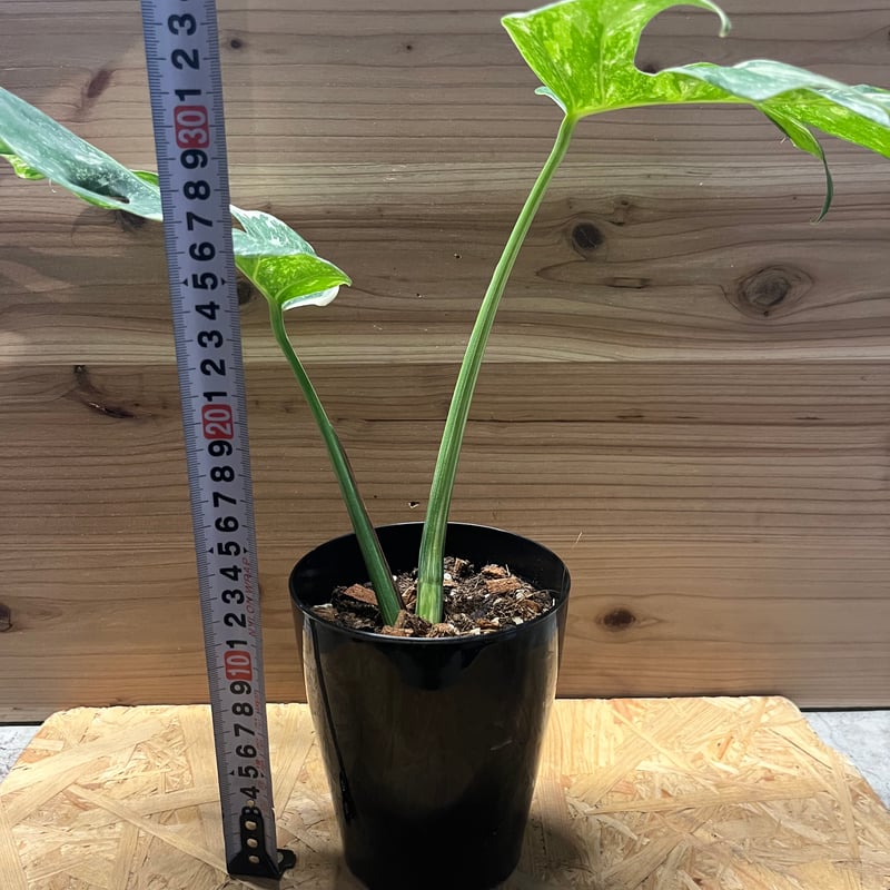 斑入りモンステラ ボルシギアナ バリエガータ | GREEN LUCK