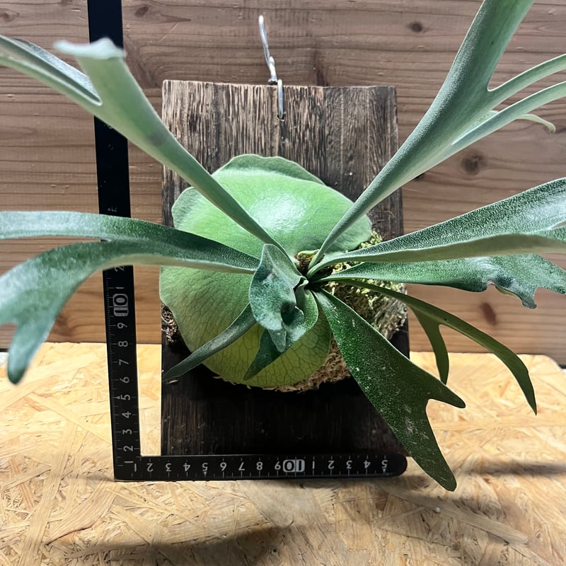 ビカクシダ アルシコルネ マダガスカル | GREEN LUCK