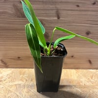 ディオーン エデュレ | GREEN LUCK