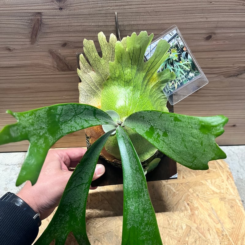 ビカクシダ 'ティッピー' | GREEN LUCK