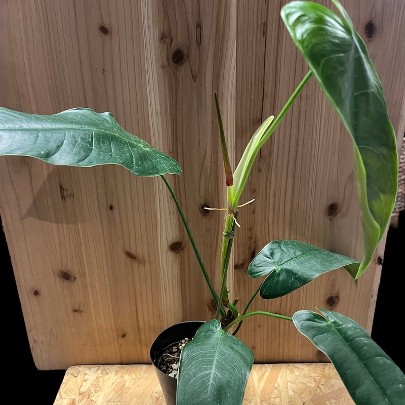 Philodendron sharoniae　フィロデンドロン　シャロニアエ Philodendron sharoniae — Ecuagenera California