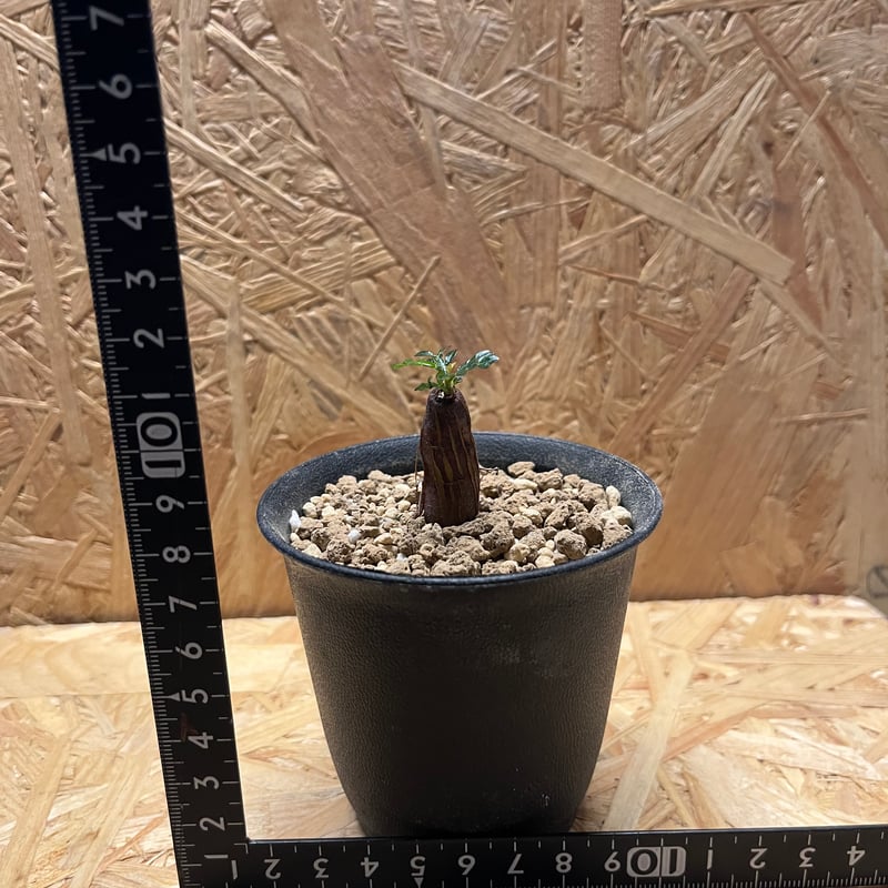 パキプス　根差し (発根済み3年) オペルクリカリア パキプス 根差し | GREEN LUCK