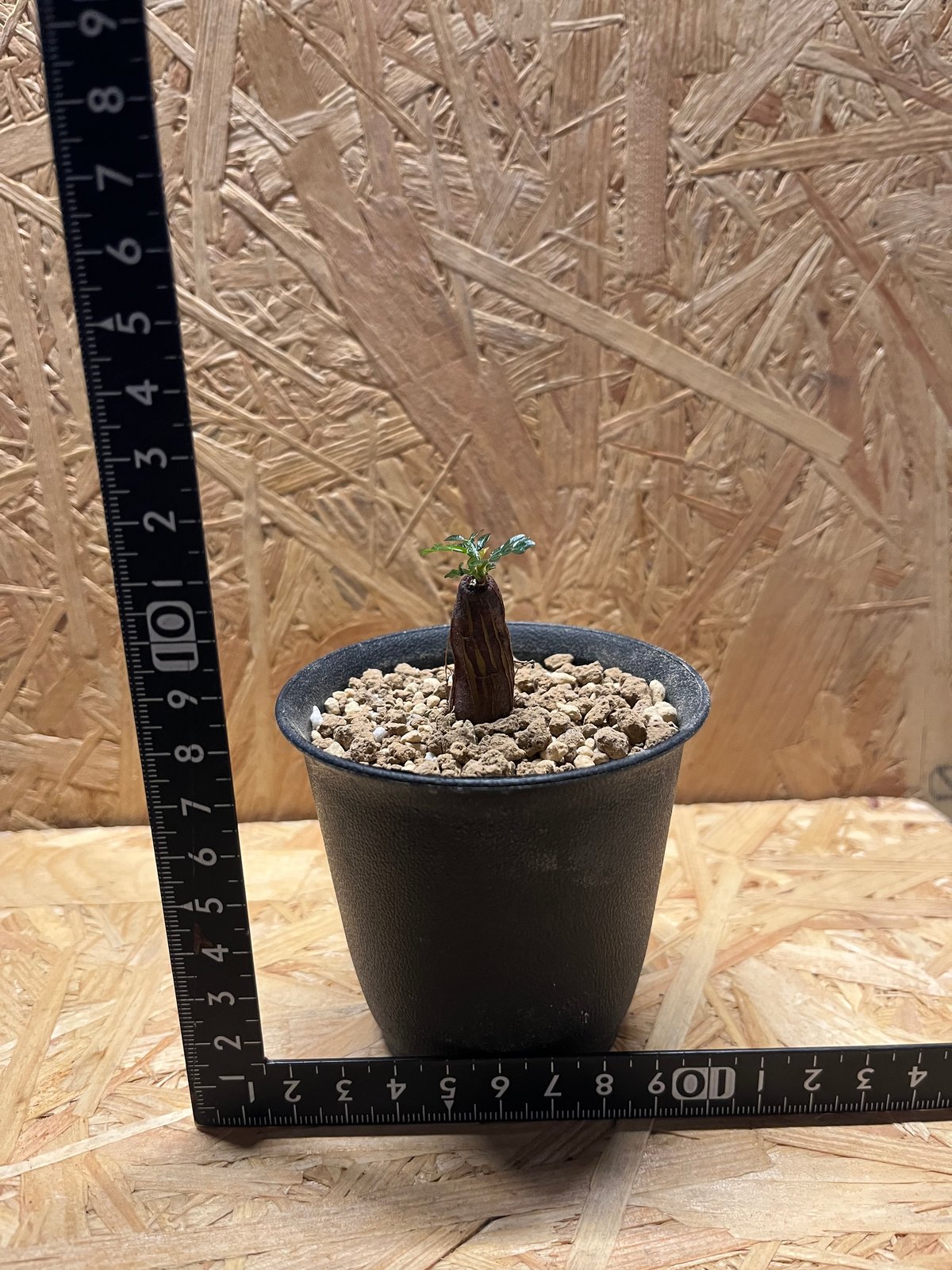 オペルクリカリア パキプス 根差し | GREEN LUCK