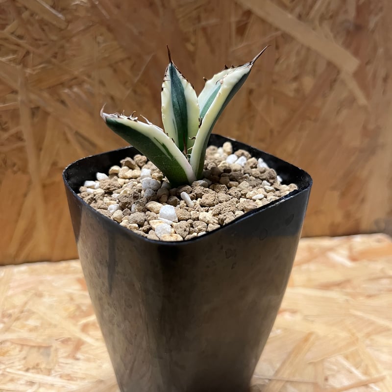 アガベ チタノタ スナグルトゥース | GREEN LUCK