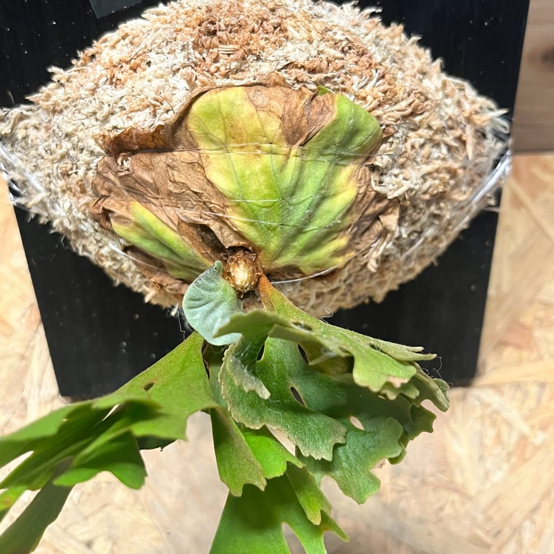 ビカクシダ リドレイ ドワーフ シルベリー | GREEN LUCK