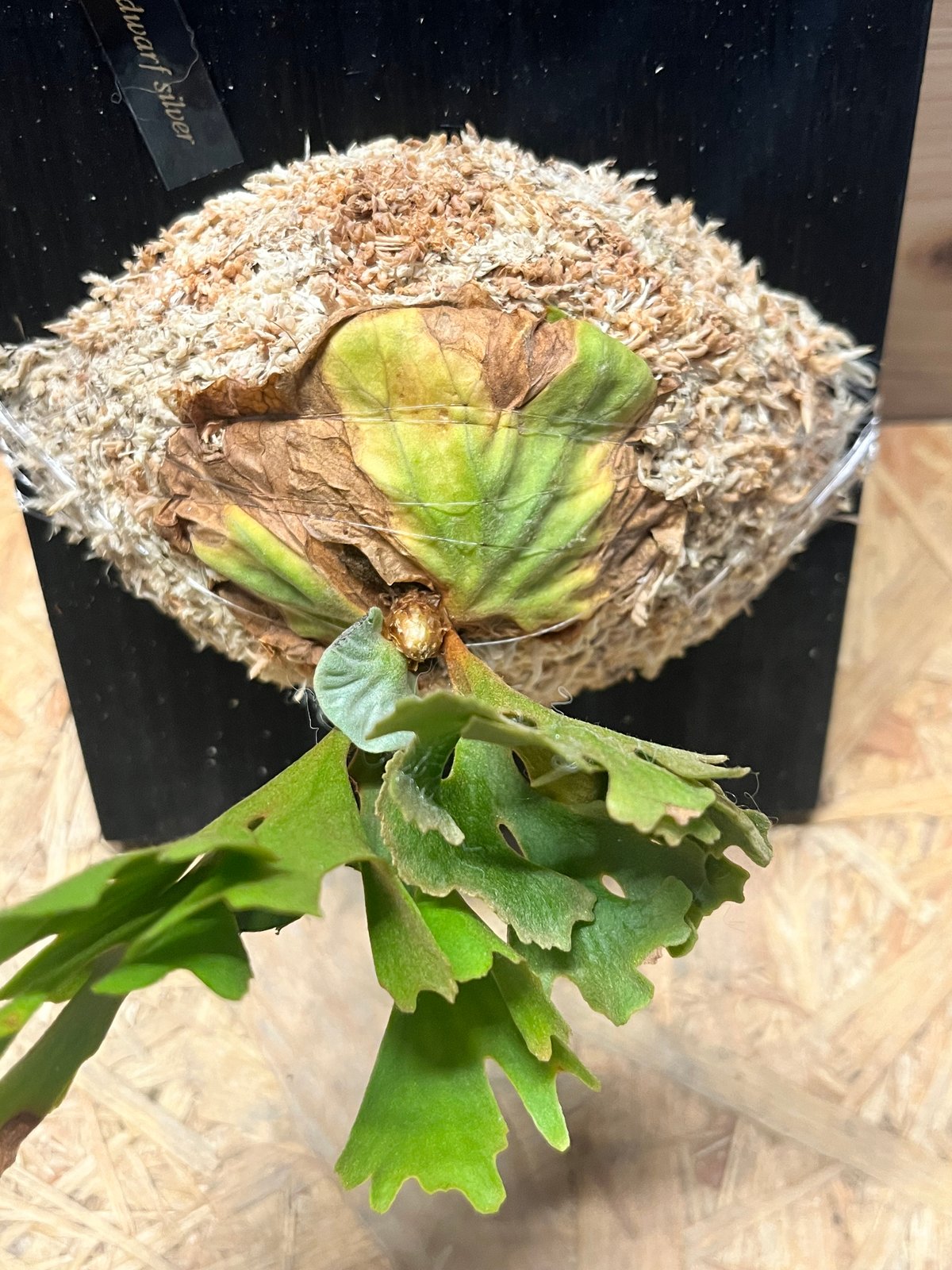 ビカクシダ リドレイ ドワーフ シルベリー | GREEN LUCK