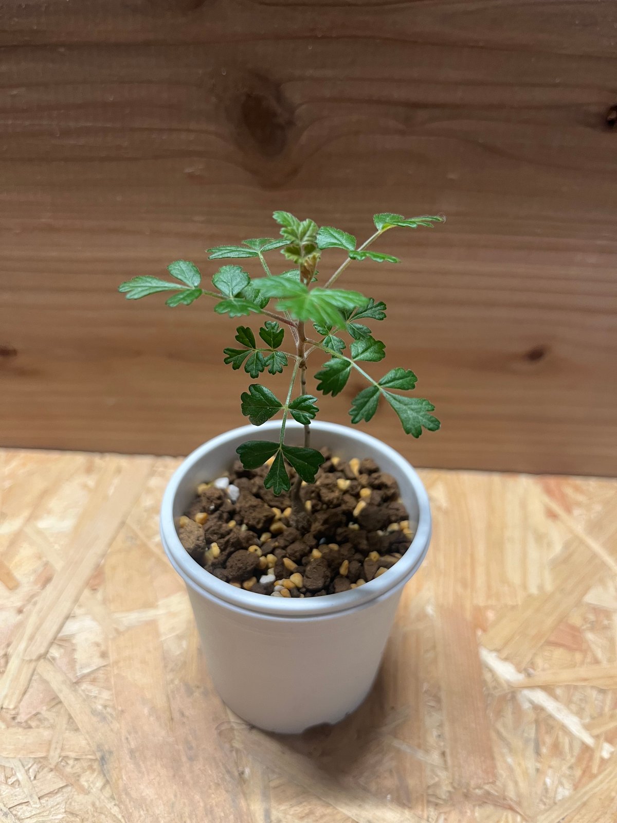 パキコルムス ディスカラー 象の木 実生 | GREEN LUCK