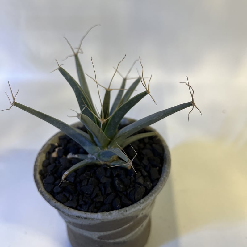 双頭 晃山 レウクテンベルギアダブルヘッド 双頭 晃山 レウクテンベルギアダブルヘッド レウクテンベルギア 晃山