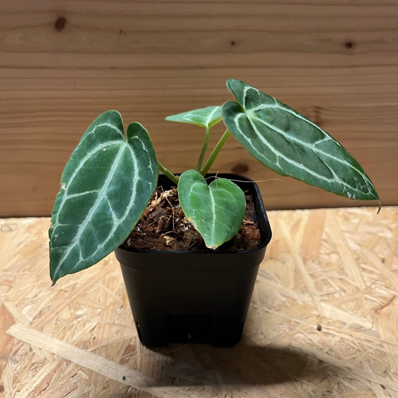 アンスリウム クリスタリナム | GREEN LUCK