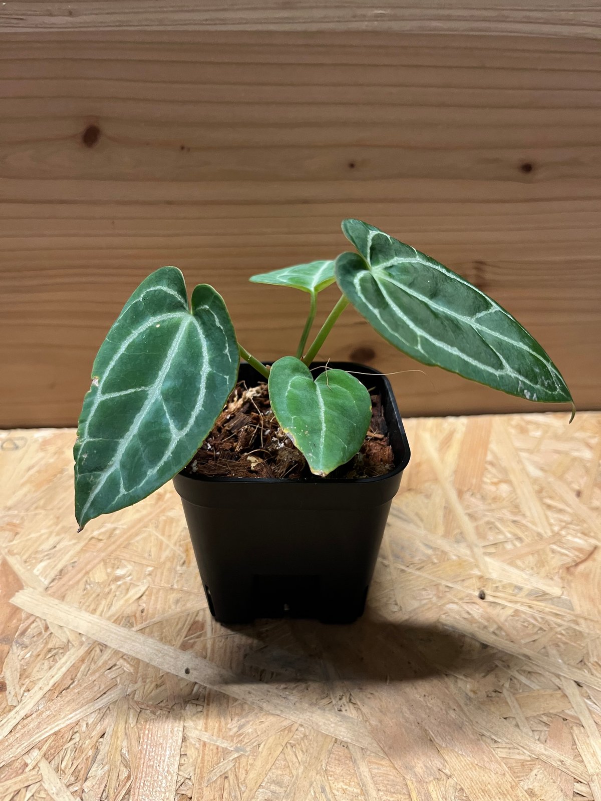 アンスリウム クリスタリナム | GREEN LUCK