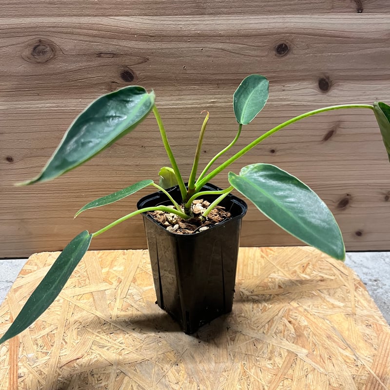 フィロデンドロン　スピリタクスサンチ フィロデンドロン スピリタスサンクチ | GREEN LUCK