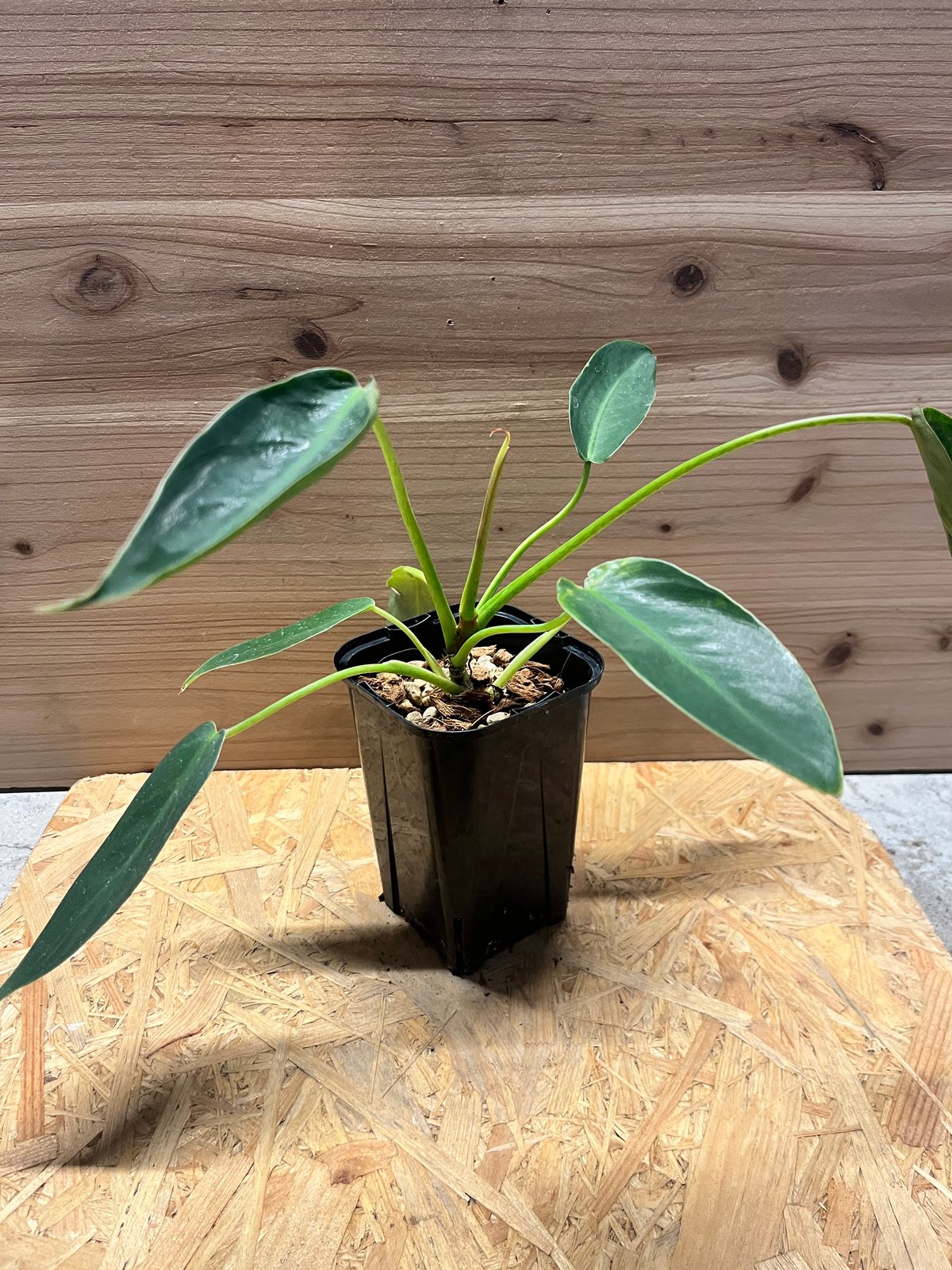 観葉植物 スピリタス・サンクチ フィロデンドロン スピリタスサンクチ | GREEN LUCK