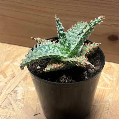 アロエ　テンプラ