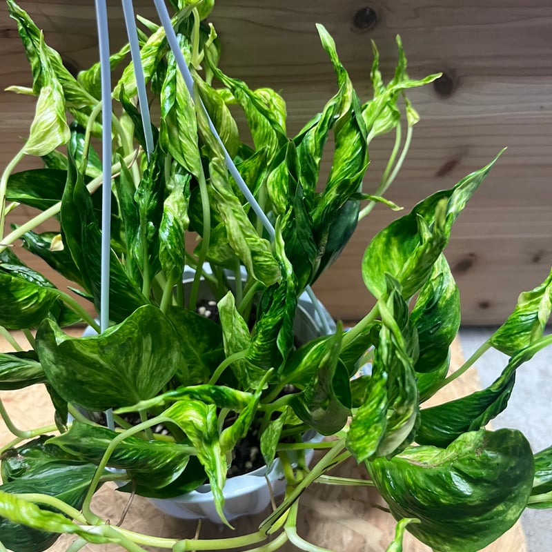 テルノトラサン　5号　最安値【送料無料】 ザ・ファームセレクト]ポトス：テルノトラサン 5号吊り鉢 の通販