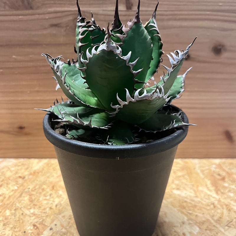 アガベ ホリダ | GREEN LUCK