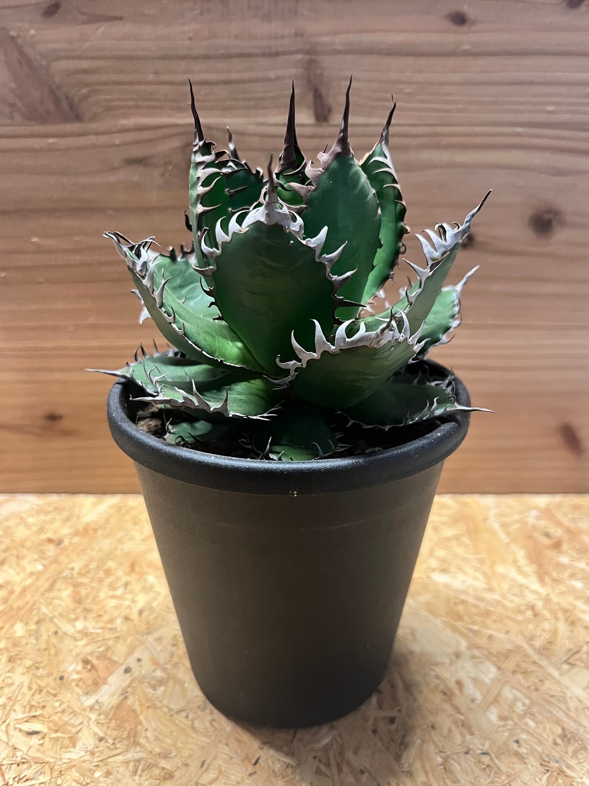 アガベ ホリダ アガベ ホリダ | GREEN LUCK