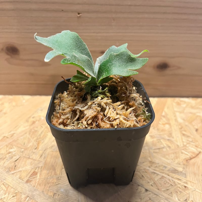 ビカクシダ イエロームーンドワーフ スポア | GREEN LUCK