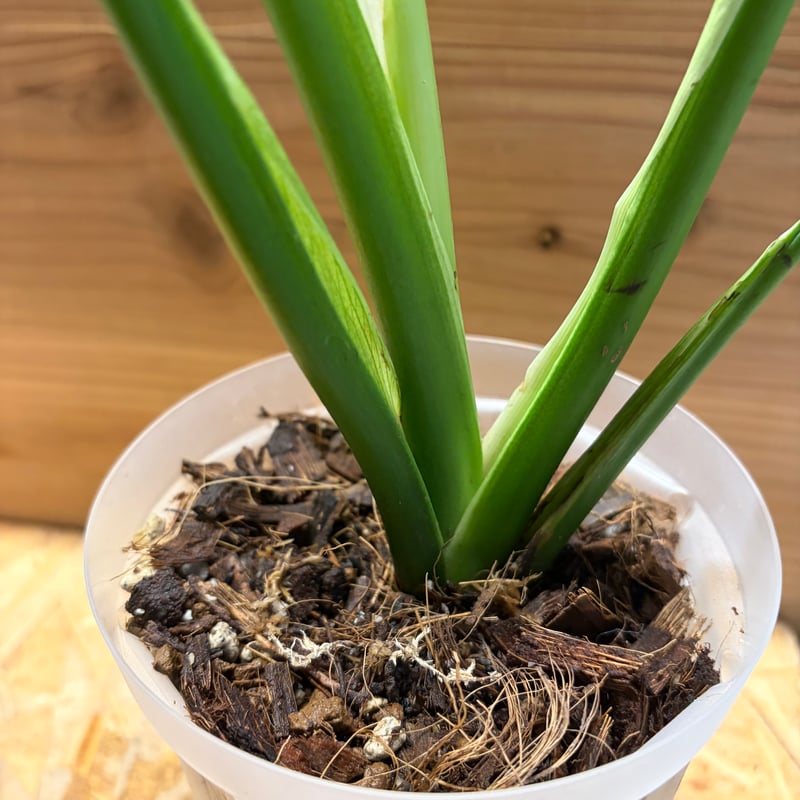 モンステラ デリシオーサ 'ユニアエ' | GREEN LUCK