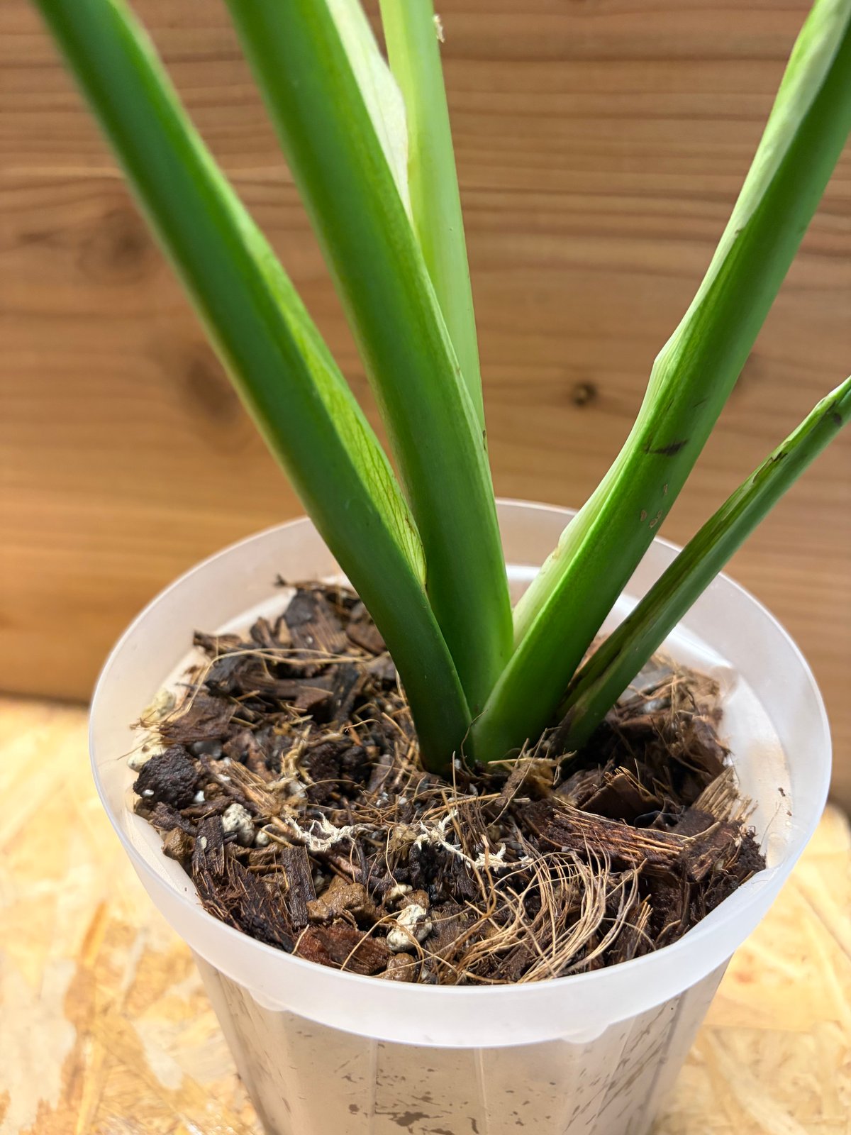 モンステラ デリシオーサ 'ユニアエ' | GREEN LUCK