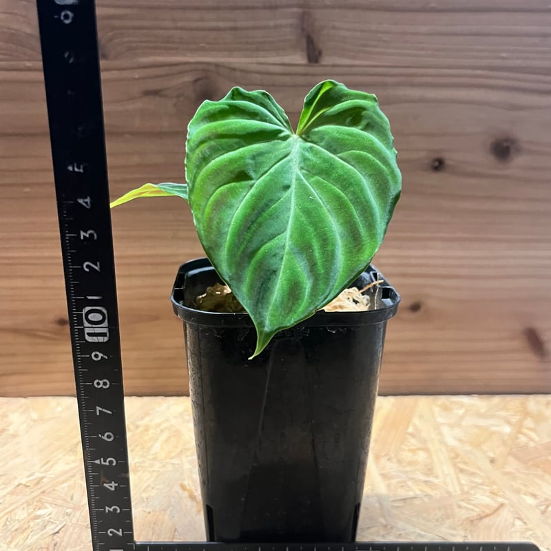 フィロデンドロン ベルコーサム | GREEN LUCK