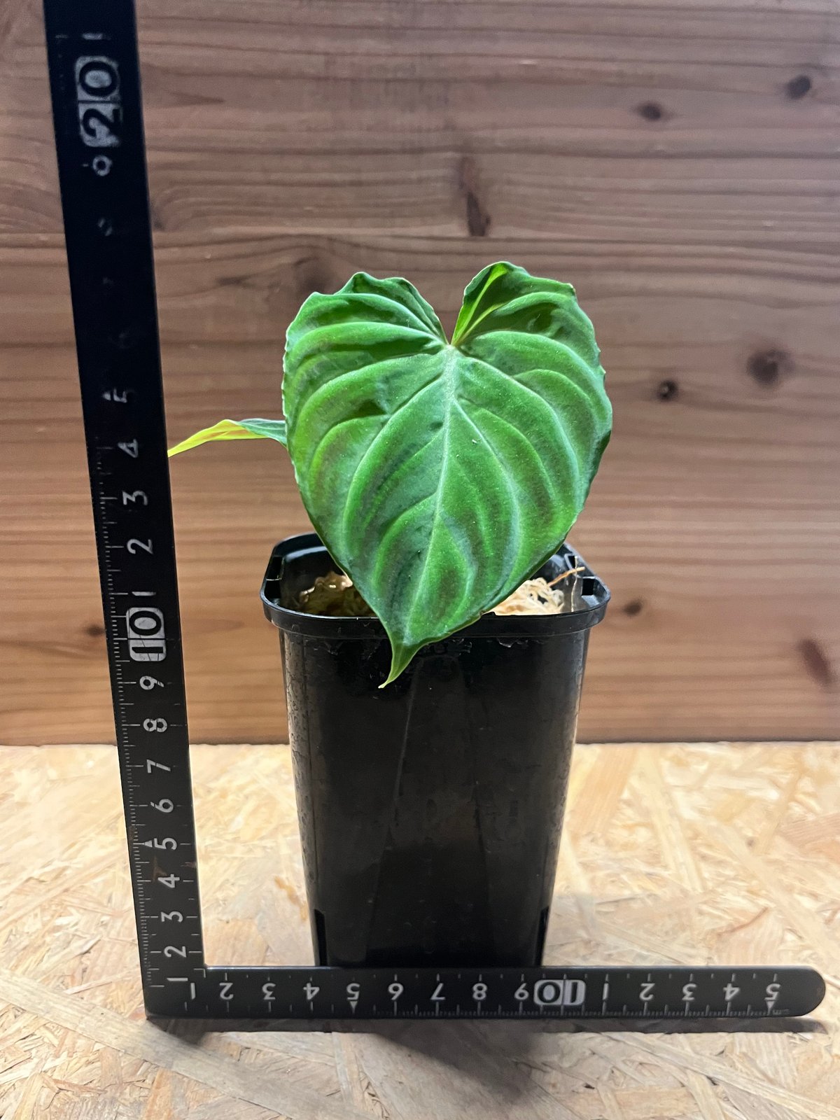 フィロデンドロン ベルコーサム | GREEN LUCK