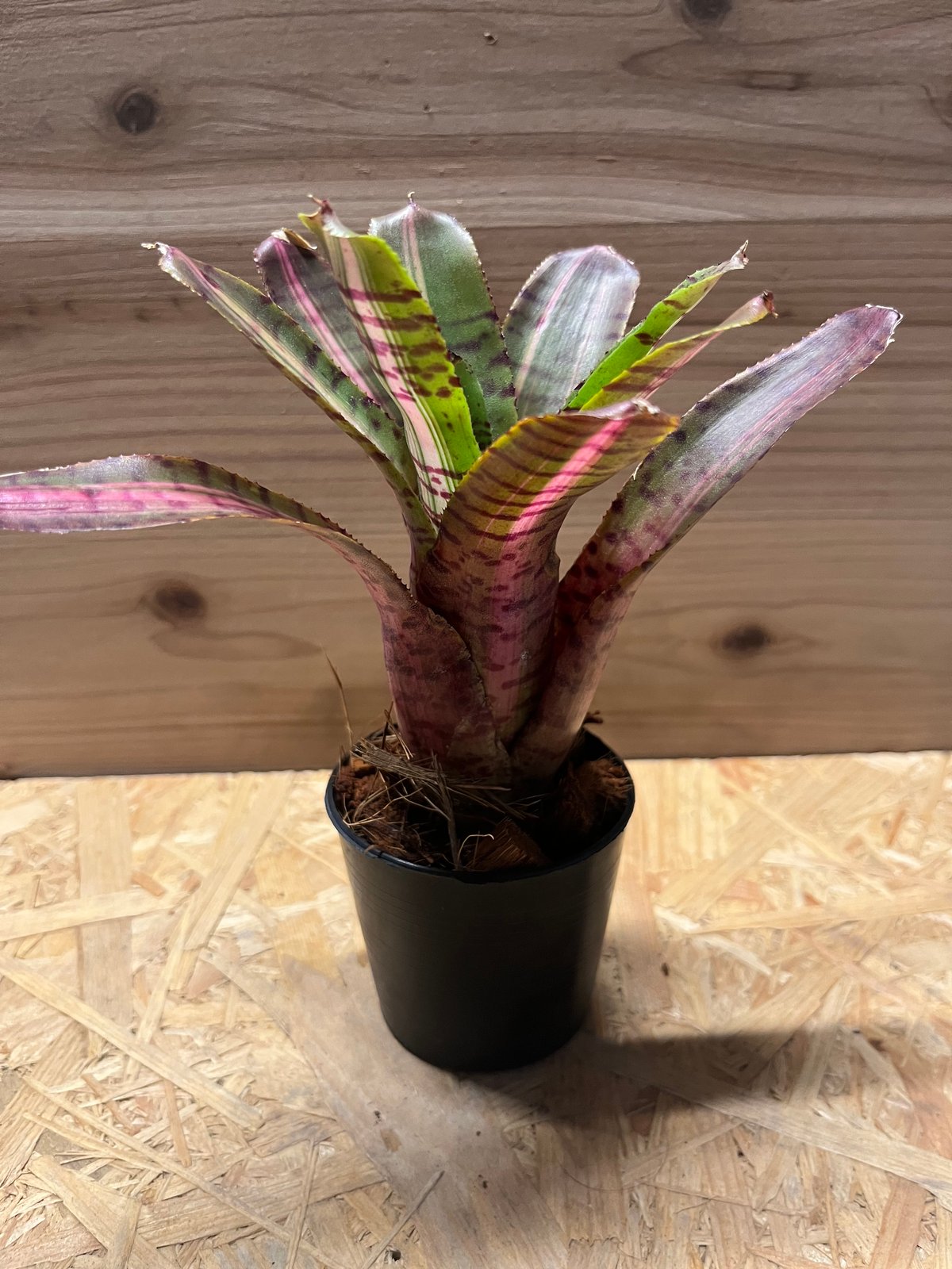 ネオレゲリア パルマレス | GREEN LUCK