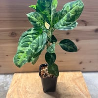 斑入りモンステラ デリシオーサ バリエガータ | GREEN LUCK