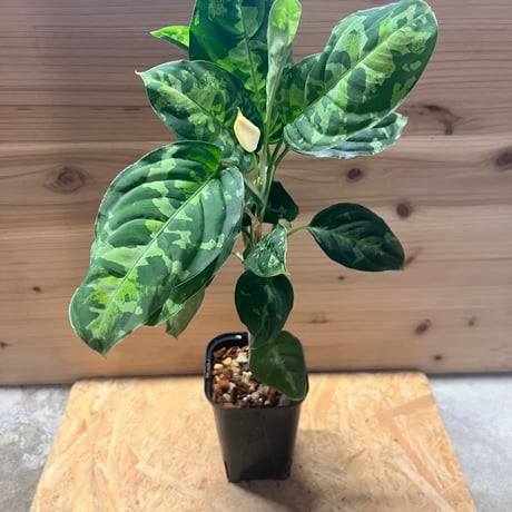 2 アグラオネマ　ピクタム　ファントム　Aglaonema picutum Aglaonema picutm