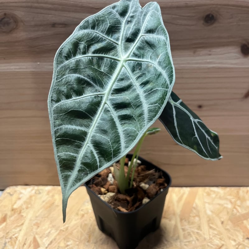 アロカシア ワトソニア ライトニング | GREEN LUCK