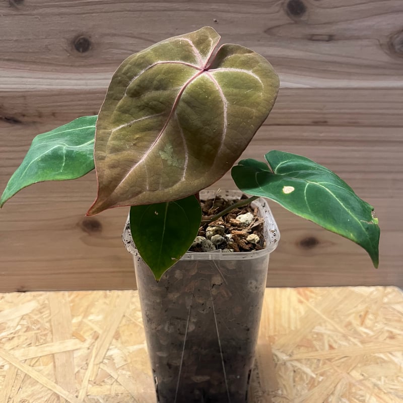 アンスリウム ホフマニー レッドサイナス（インドネシア） | GREEN LUCK