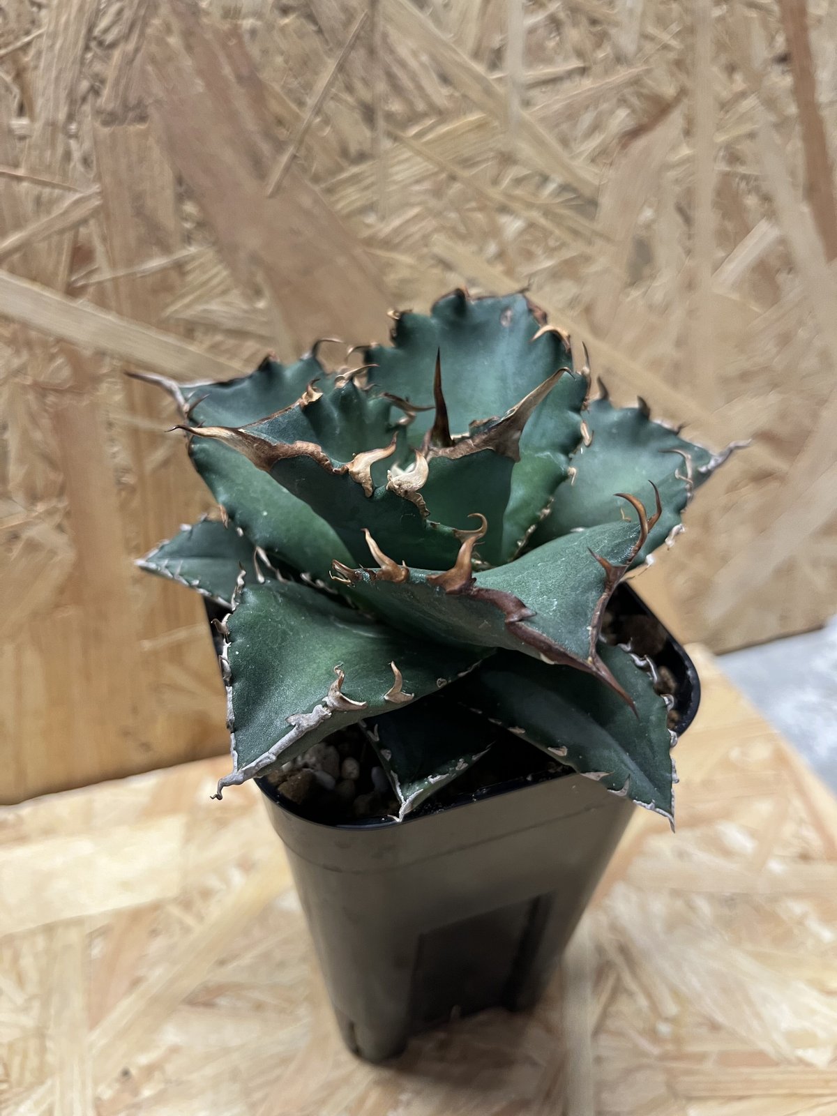 アガベ チタノタ 福建白鯨 | GREEN LUCK