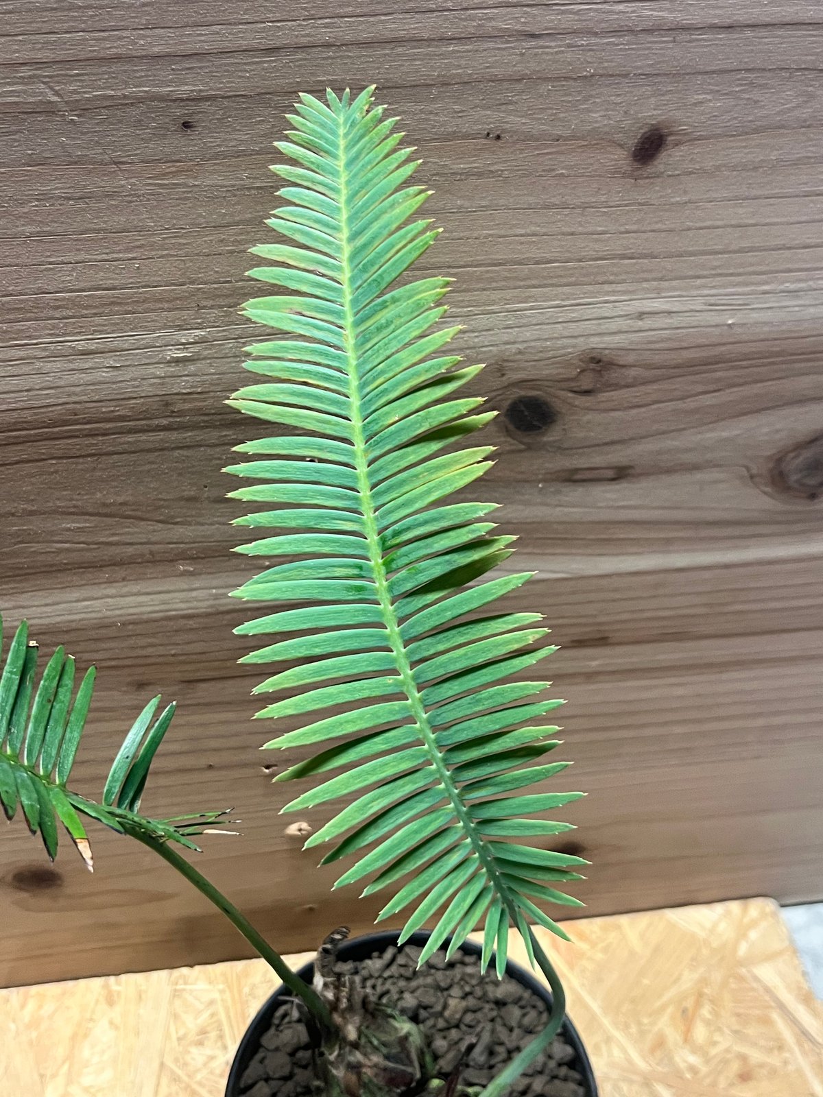 ディオーン エデュレ 多頭 | GREEN LUCK